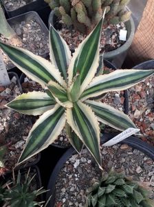 Agave Lophantha quadricolor