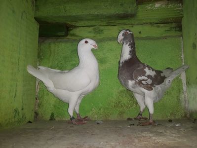 Vanduti