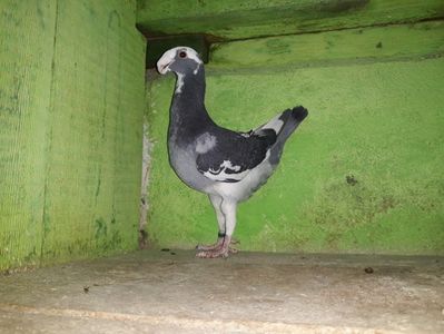 Vanduta