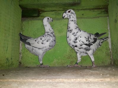 Vanduti