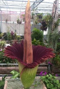 Amorphophallus-titanum.i-1775.s-65353.r-4_627b4d51-81b1-4510-9c14-6cdd6affeceb_1024x1024; Daca aveti de vanzare un bulb, tare mult mi-ar dori.
