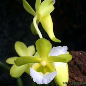 vanda-christensonia-vietnamica