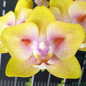phalaenopsis-yaphon-green-batman-brother-sara-gold-chiada-spark