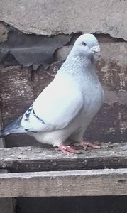 Acelasi