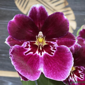 orhidee-miltoniopsis-maui-pride