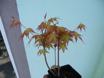 orange dream
