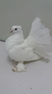 F 2019 vanduta