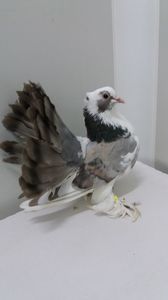 F 2019 vanduta