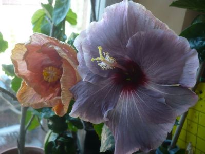 P1430496