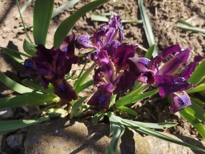 iris pitic grena