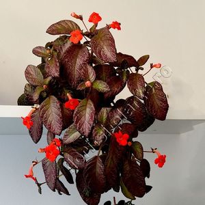 Episcia Malaysian Gem