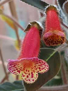 Multiflora