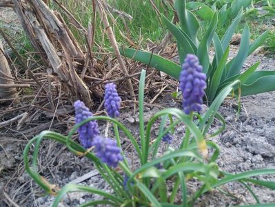 muscari