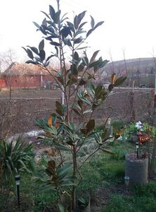 magnolia grandiflora galissoniere