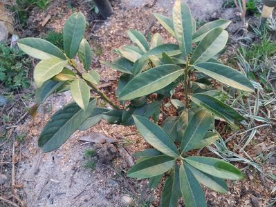rhododendron