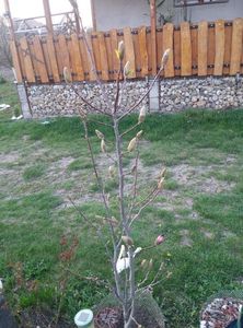 magnolia susan
