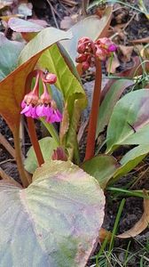 Bergenia