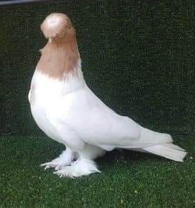 received_412523069385862