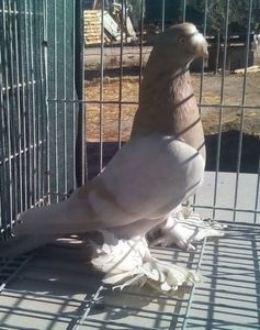 IMG-20200413-WA0150