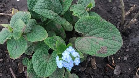 brunnera