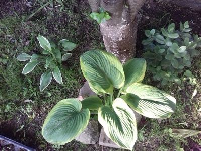 HOSTA; HOSTA 1
