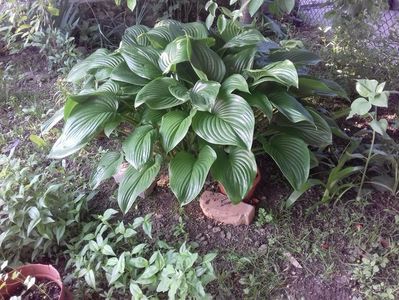 HOSTA; HOSTA DE LA BUNICA
