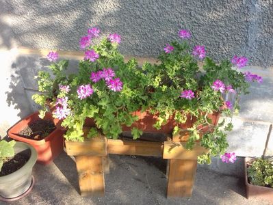 20180525_072258 - Copy