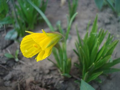 Golden Bells Carpet; plantata numai anul acesta
