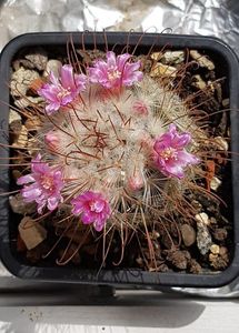 Mammillaria bombycina 2