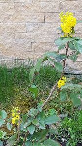 Mahonia-micuta dar a supravietuit unei mutari.