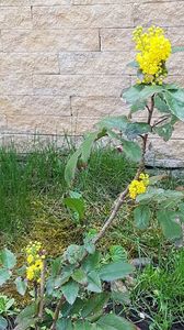 Mahonia-micuta dar a supravietuit unei mutari.