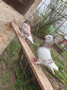 1FB69482-1A11-4799-A3BD-D01A53396530