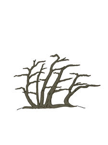 ikada-buki pluta schita; Pe un trunchi asezat orizontal, fostele ramuri cresc ca si arbori.
