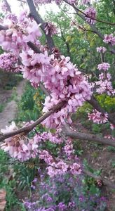 cercis