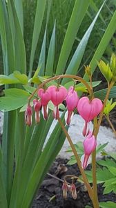 Dicentra roz