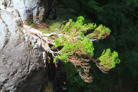 kengai-cascada in natura; Cu timpul, creste si se lasa din cauza propriei greutati.
