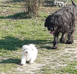 Bichon Maltese si Briard; Soby 4 luni si Neville  04.2020
