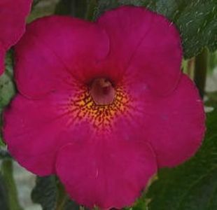 Claret