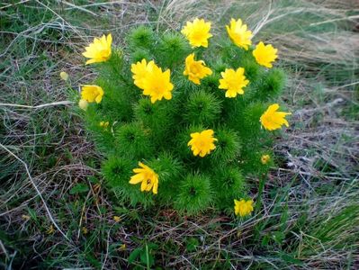 Adonis vernalis