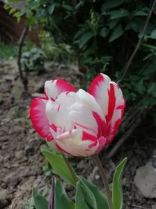 21.04