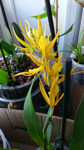 brassada orange delight; Ador florile astea...cu mireasma de scortisoara amestecata cu piper. Foarte spicy. Anul acesta a facut doua tije enorme.
