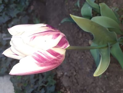 IMG-20200422-WA0025