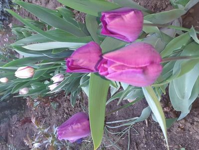 IMG-20200422-WA0021