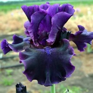 iris badlands