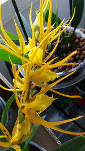 brassada orange delight; Crezusem ca vor ramane galbene dar pe masura ce se maturizeaza, florile devin tot mai portocalii. Culoarea este mai intensa decat in imagine.
