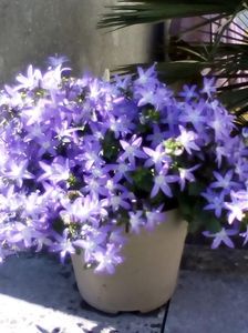 campanula poscharskyana; zona 2-9
