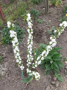 prunus glandulosa rosea alba plena-migdal japonez; toamna 2019 pepiniera Mizil
