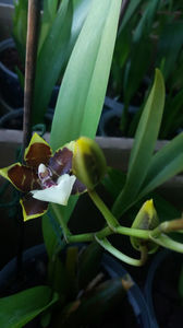 colmanara jungle monarch; Inca nu s-a deschis complet. Are numele unui fluture. Eu i-as fi zis schocolat sau Toffifee. Mireasma de plastic cald si dulceag
