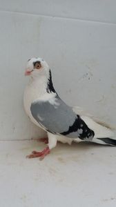 M 2017 150buc