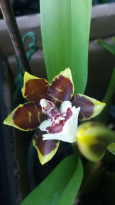 colmanara jungle monarch